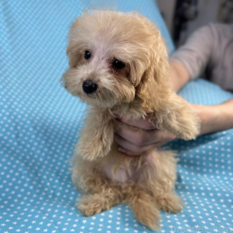 販売中の北海道のミックス犬-423473