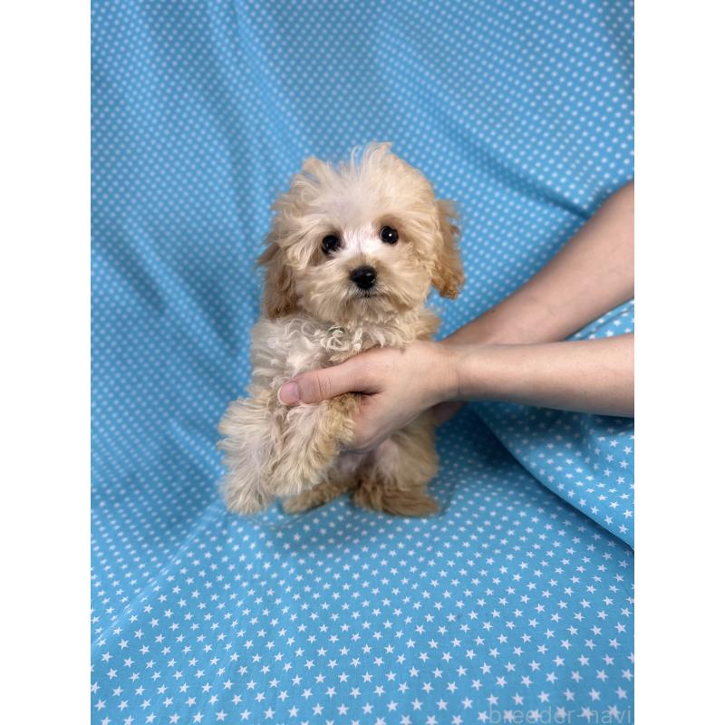 販売中の北海道のミックス犬-423475の4枚目