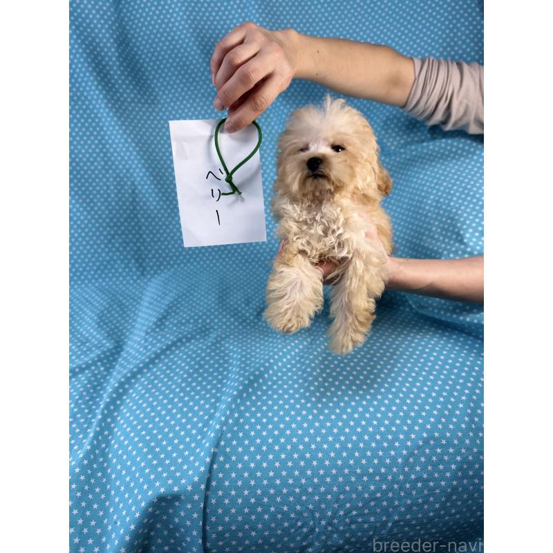 販売中の北海道のミックス犬-423475の3枚目