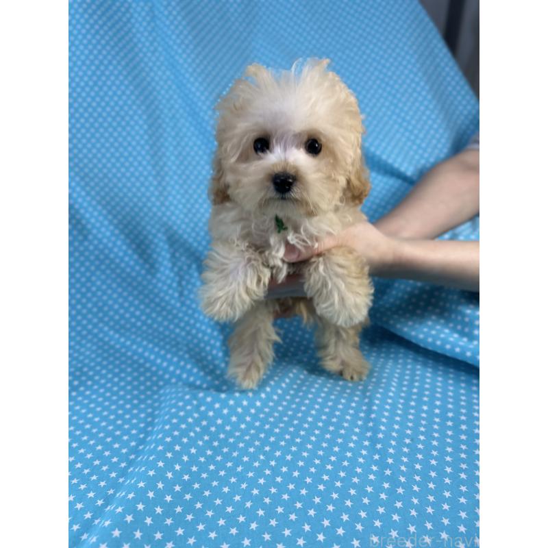 販売中の北海道のミックス犬-423475の2枚目