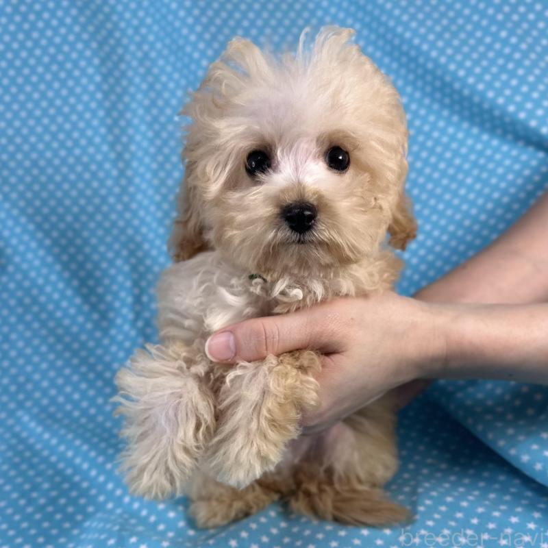 販売中の北海道のミックス犬-423475