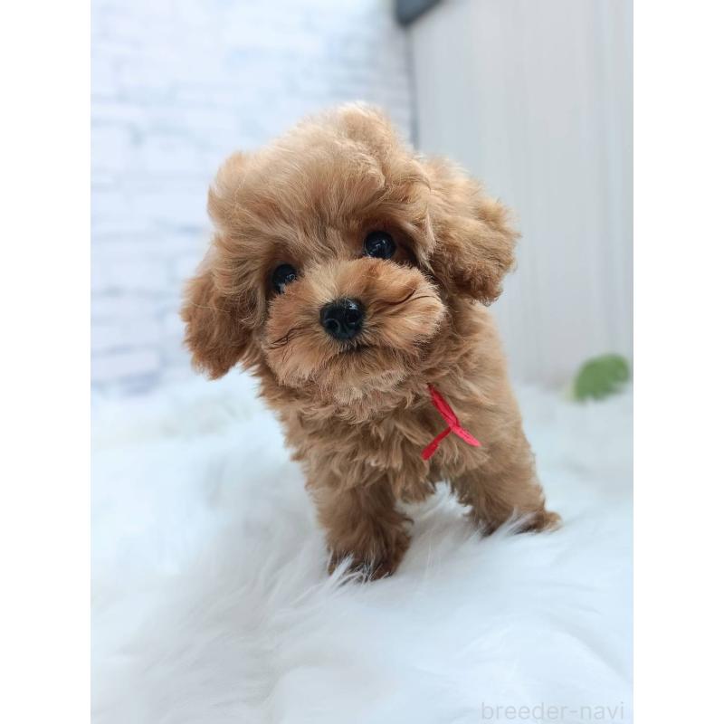 成約済の千葉県のティーカッププードル-421109の9枚目