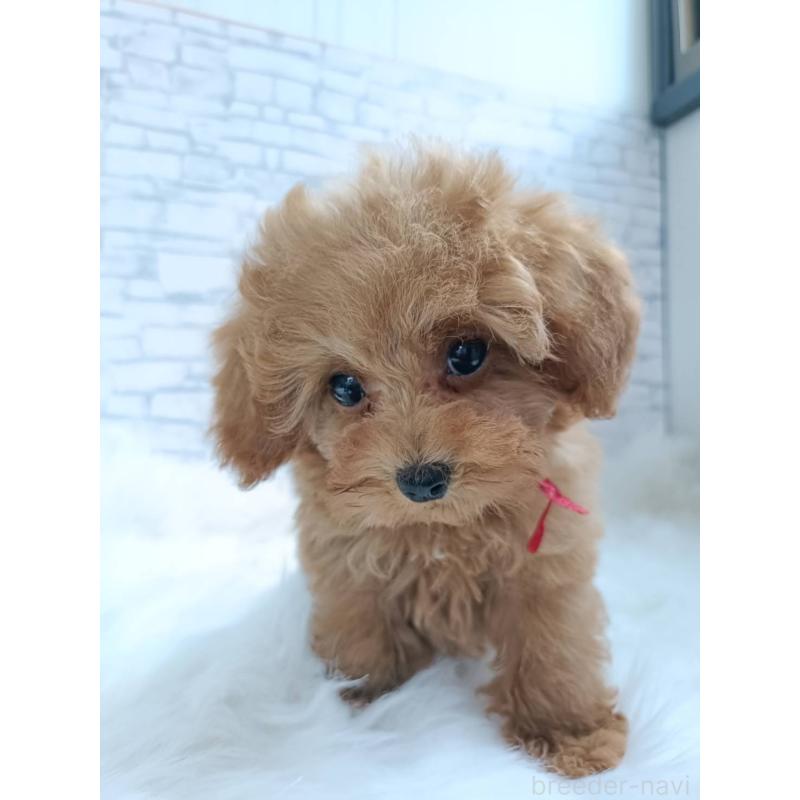 成約済の千葉県のティーカッププードル-421109の8枚目