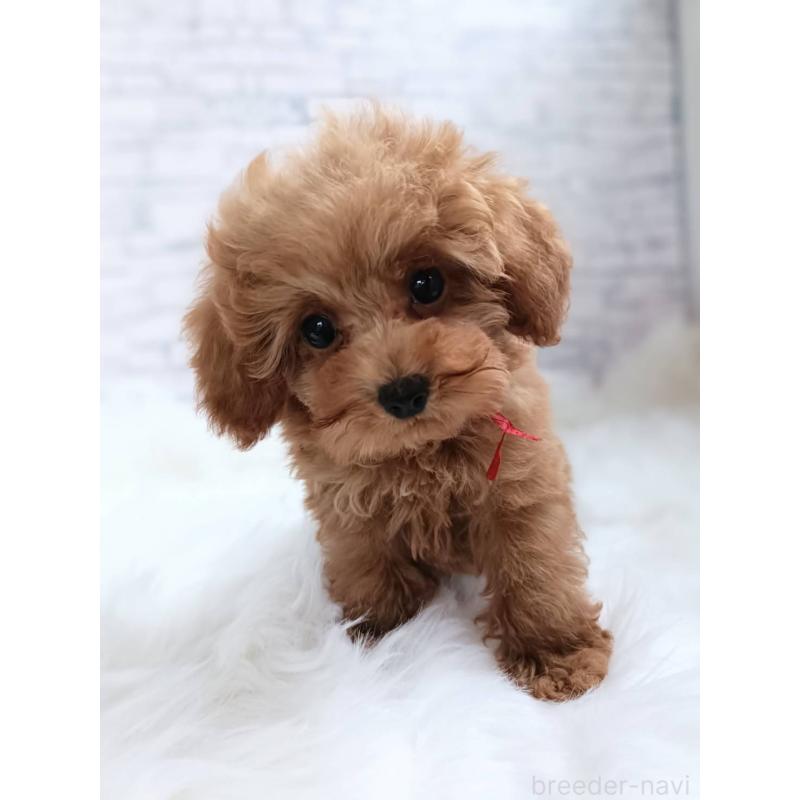 成約済の千葉県のティーカッププードル-421109の7枚目