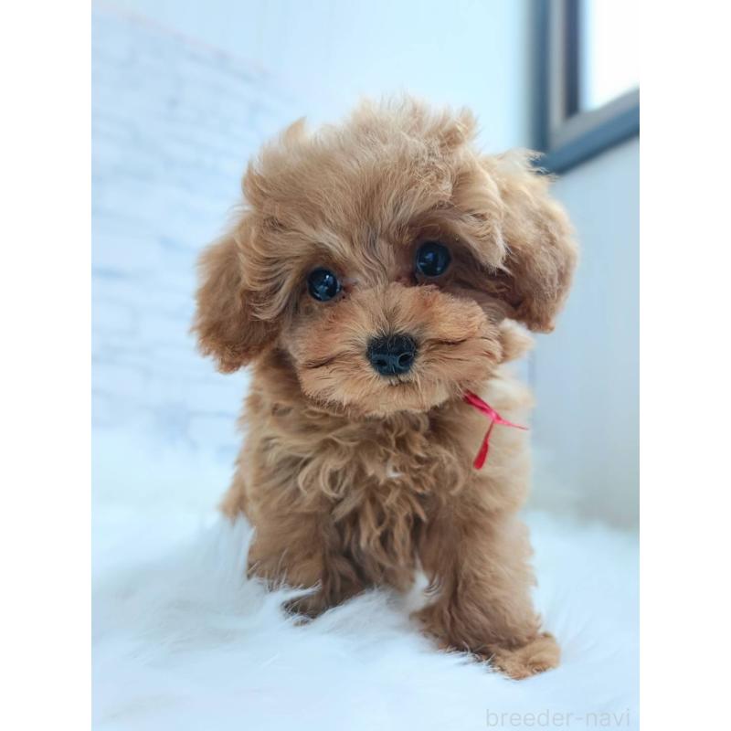 成約済の千葉県のティーカッププードル-421109の6枚目