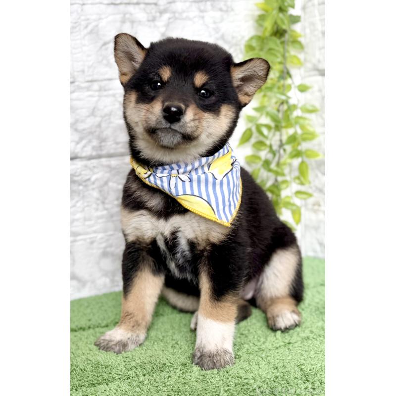 販売中の埼玉県の柴犬-418940の5枚目