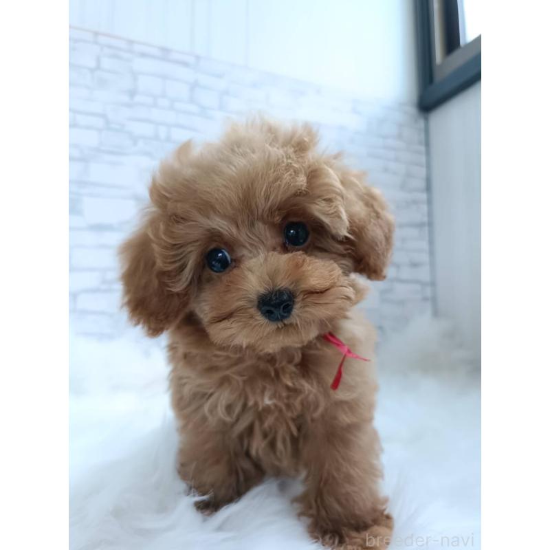 成約済の千葉県のティーカッププードル-421109の5枚目