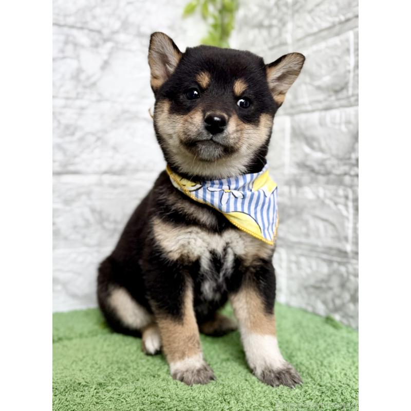 販売中の埼玉県の柴犬-418940の4枚目