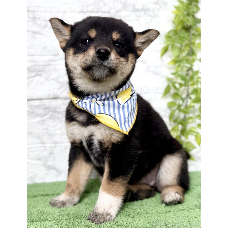 販売中の埼玉県の柴犬-418940の3枚目