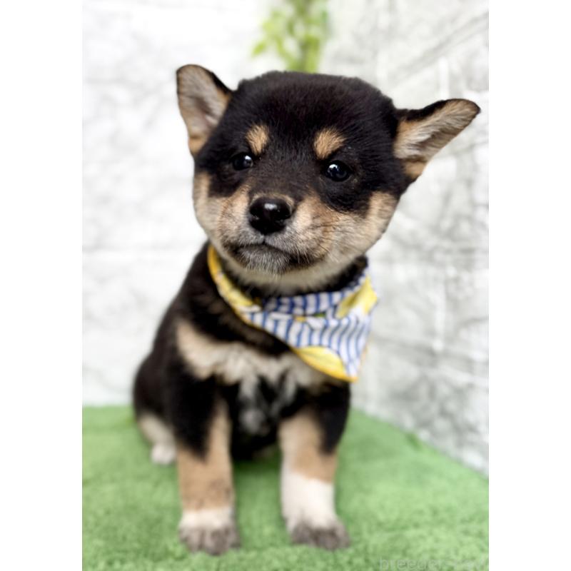 販売中の埼玉県の柴犬-418940の2枚目