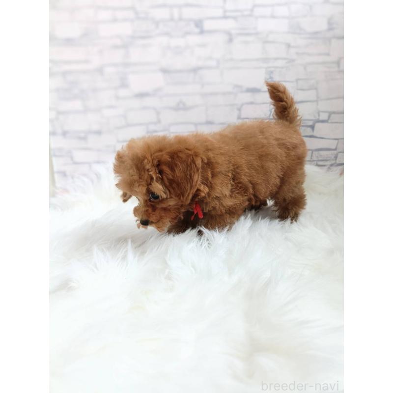 成約済の千葉県のティーカッププードル-421109の4枚目