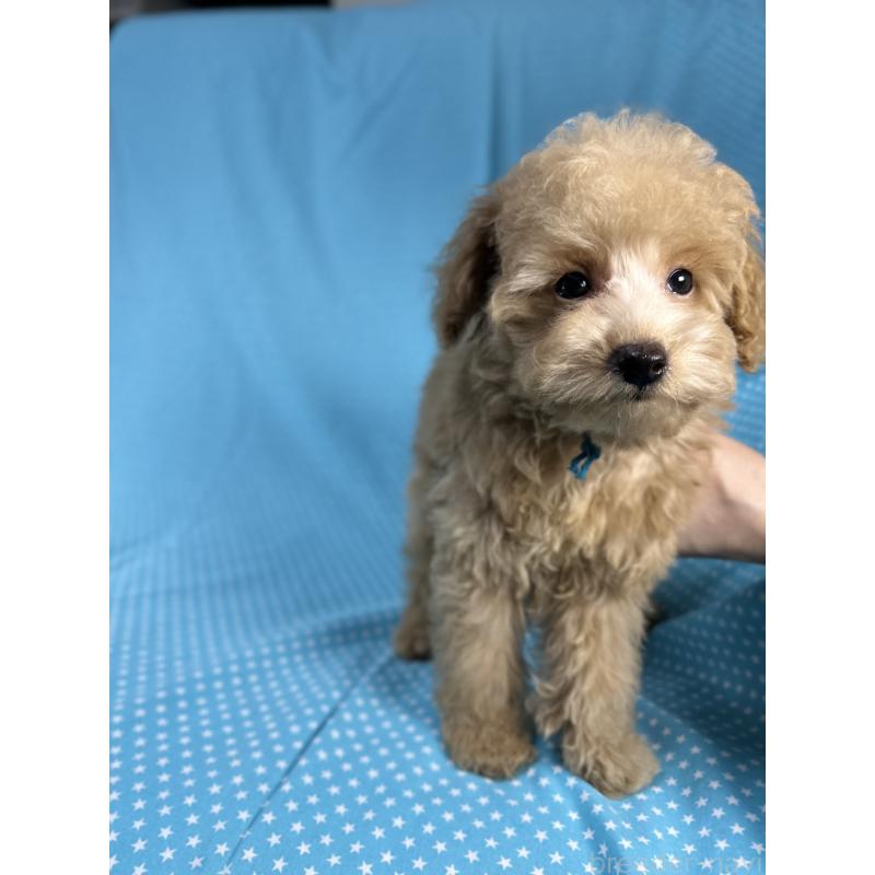 販売中の北海道のトイプードル-423476の4枚目