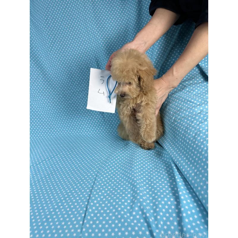 販売中の北海道のトイプードル-423476の3枚目