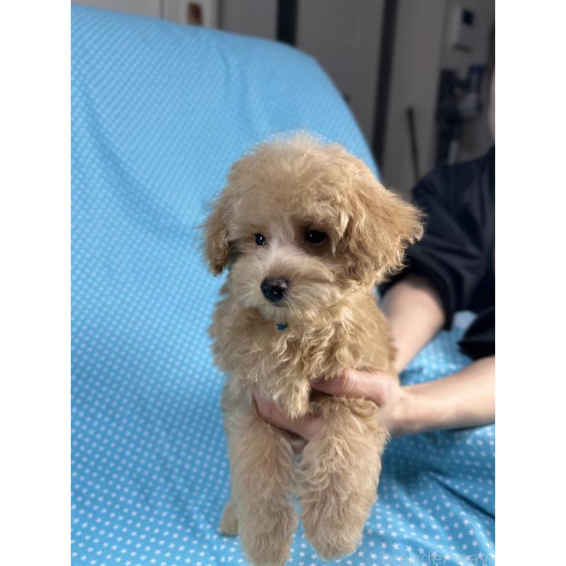 販売中の北海道のトイプードル-423476の2枚目