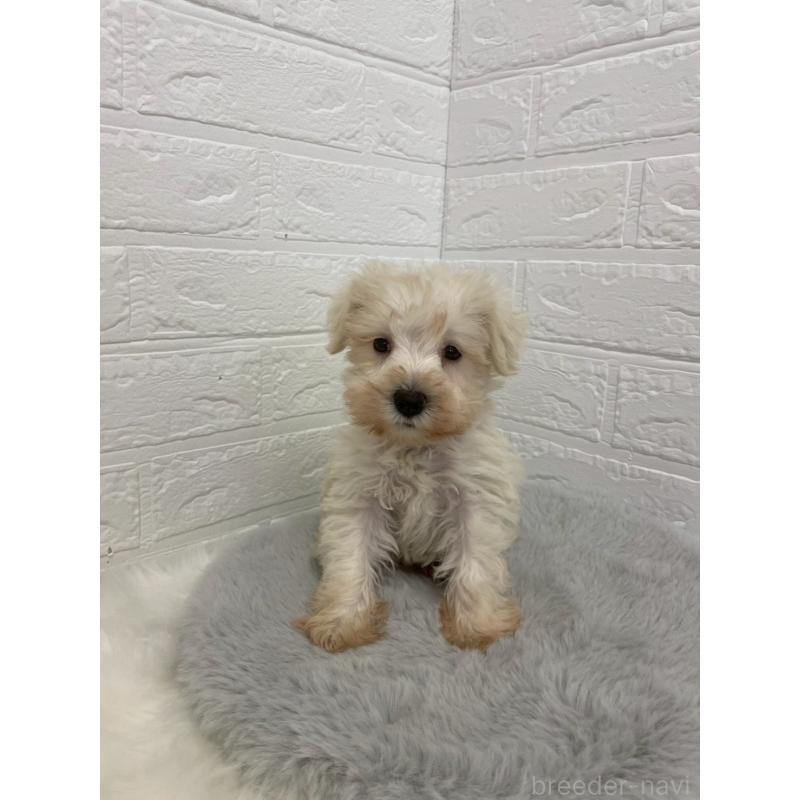 販売中の岡山県のミニチュアシュナウザー-421785の17枚目