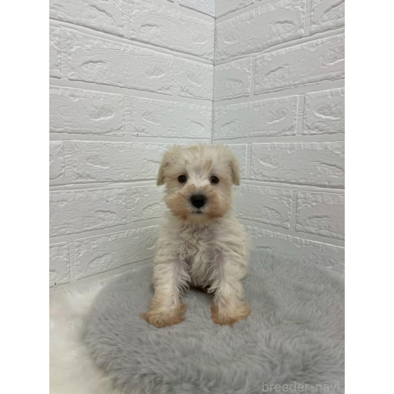 販売中の岡山県のミニチュアシュナウザー-421785の16枚目