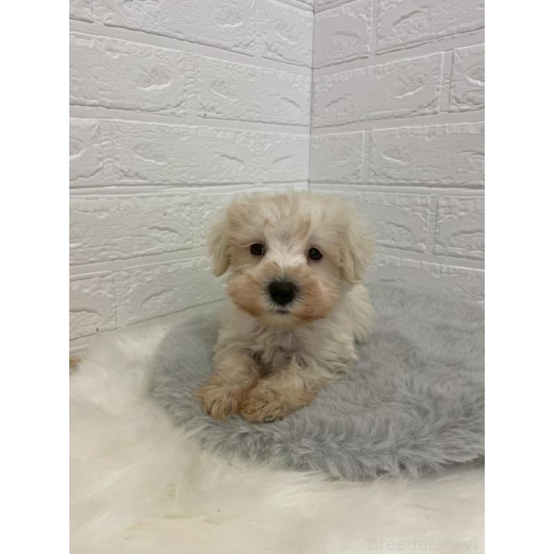 販売中の岡山県のミニチュアシュナウザー-421785の15枚目