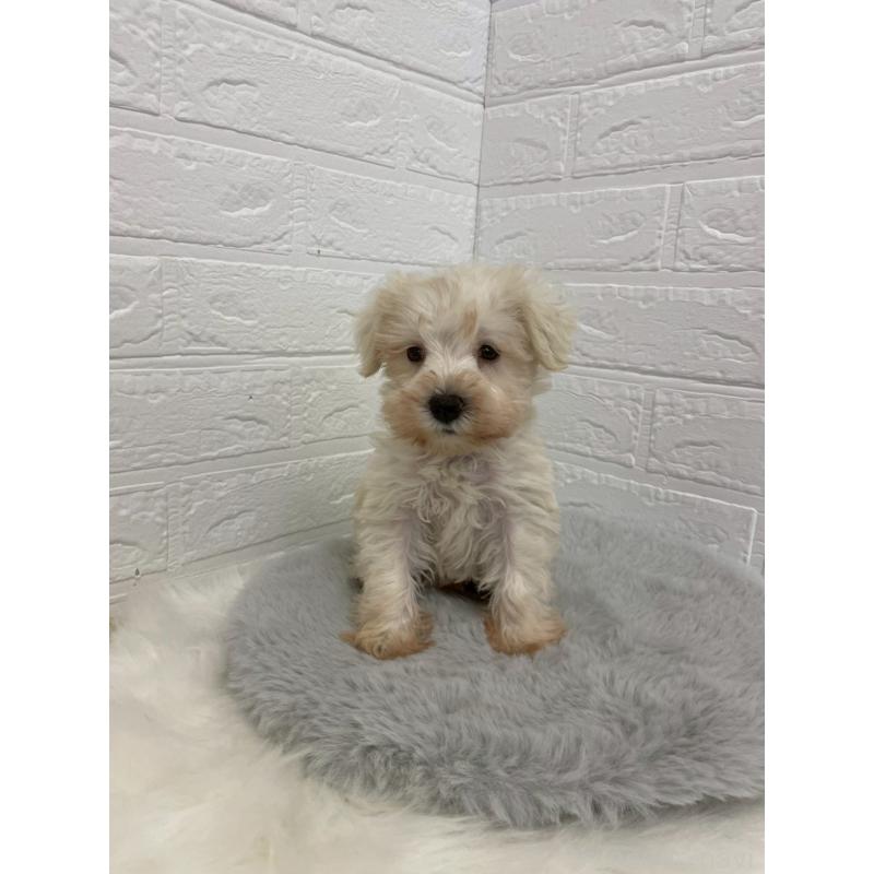 販売中の岡山県のミニチュアシュナウザー-421785の14枚目