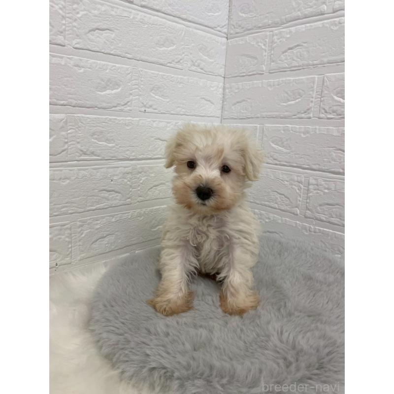 販売中の岡山県のミニチュアシュナウザー-421785の13枚目