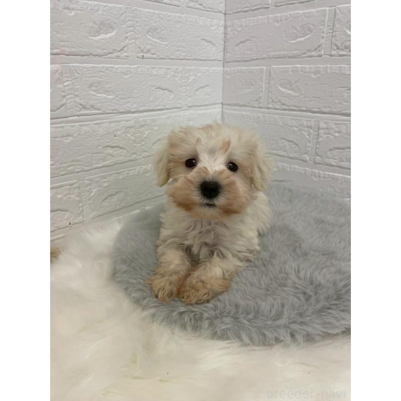 販売中の岡山県のミニチュアシュナウザー-421785の12枚目