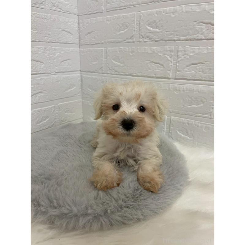 販売中の岡山県のミニチュアシュナウザー-421785の11枚目