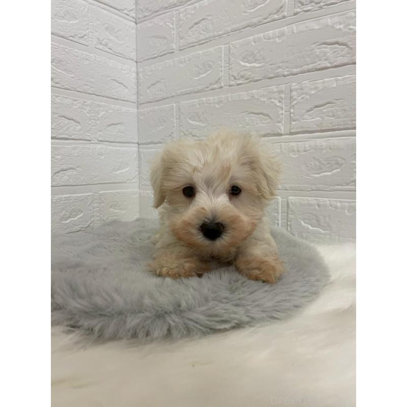 販売中の岡山県のミニチュアシュナウザー-421785の10枚目