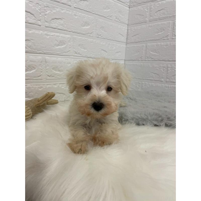 販売中の岡山県のミニチュアシュナウザー-421785の9枚目