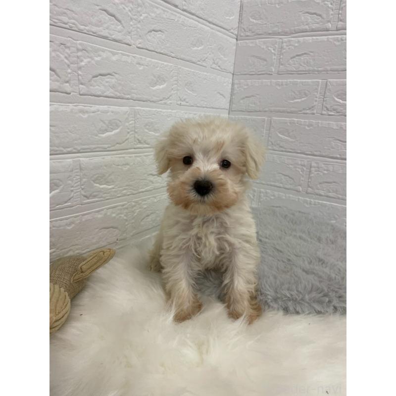 販売中の岡山県のミニチュアシュナウザー-421785の8枚目