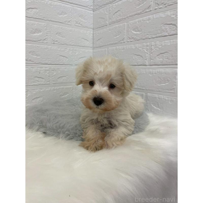 販売中の岡山県のミニチュアシュナウザー-421785の7枚目