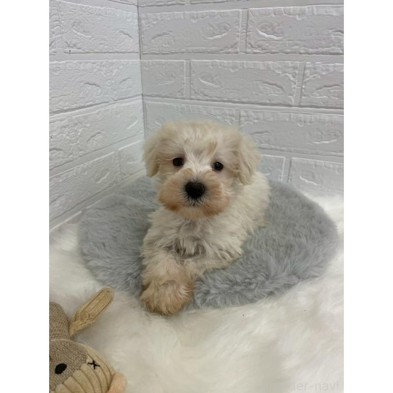 販売中の岡山県のミニチュアシュナウザー-421785の6枚目