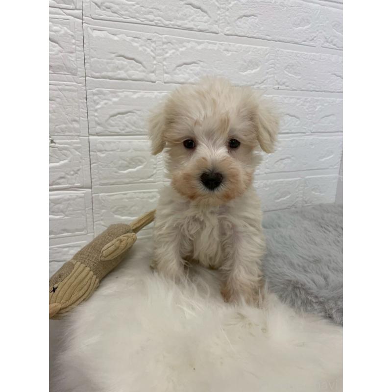 販売中の岡山県のミニチュアシュナウザー-421785の5枚目