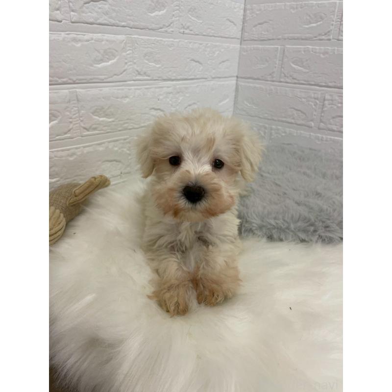 販売中の岡山県のミニチュアシュナウザー-421785の4枚目