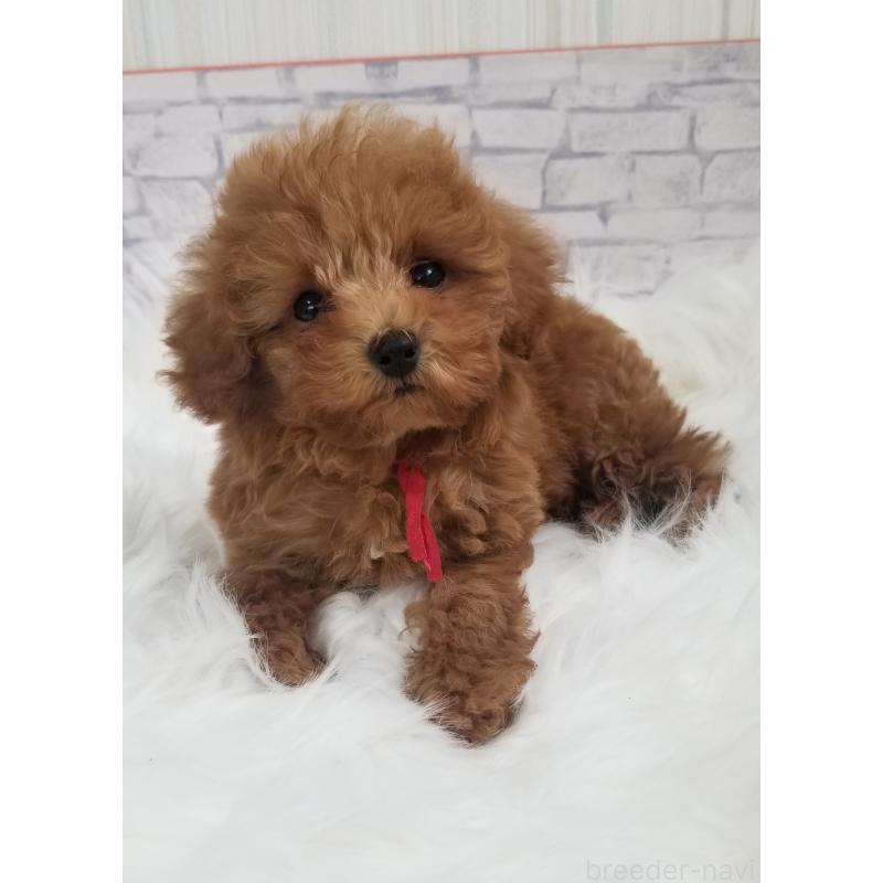 成約済の千葉県のティーカッププードル-421109の3枚目