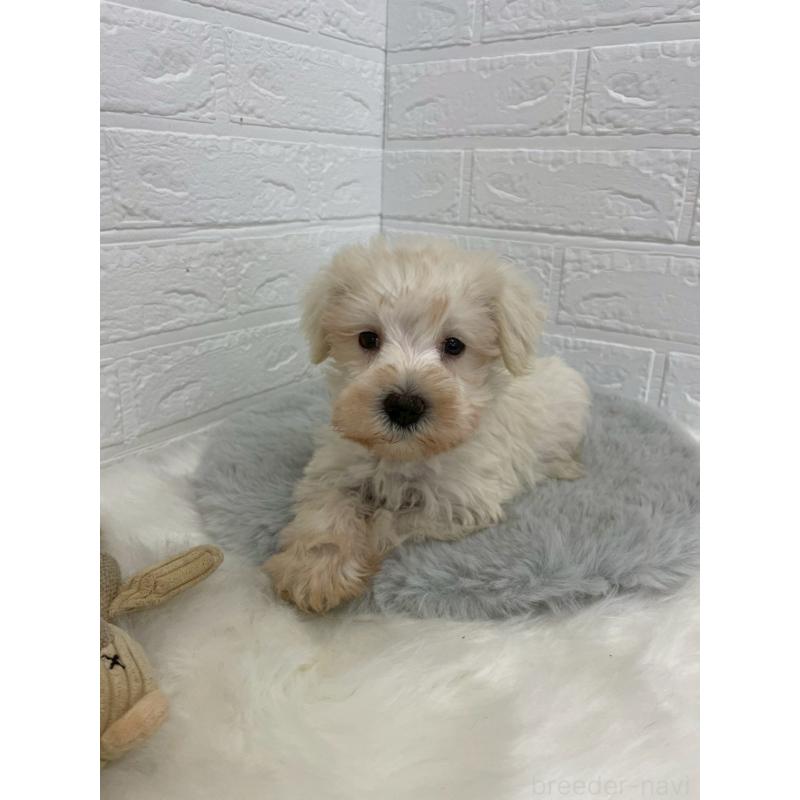 販売中の岡山県のミニチュアシュナウザー-421785の3枚目