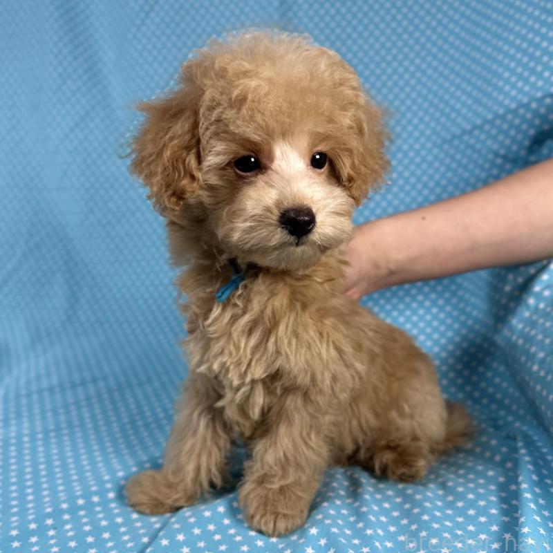 販売中の北海道のトイプードル-423476