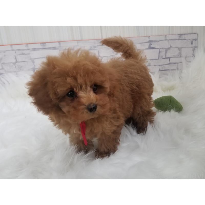 成約済の千葉県のティーカッププードル-421109の2枚目