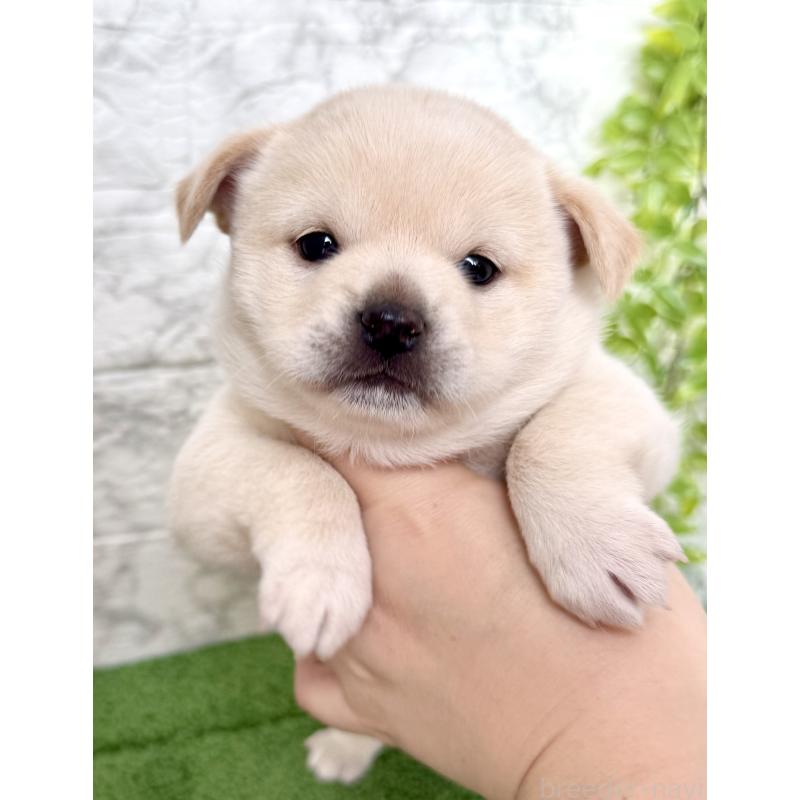 成約済の埼玉県のミックス犬-419927の8枚目