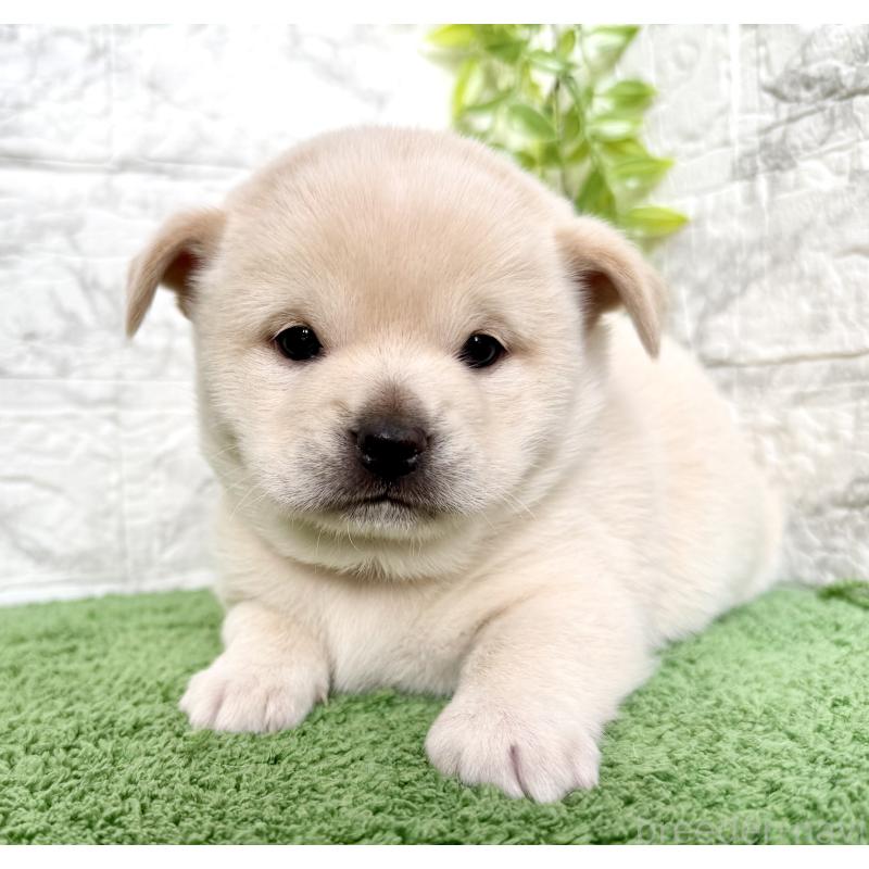 成約済の埼玉県のミックス犬-419927の7枚目