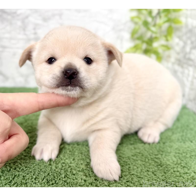 成約済の埼玉県のミックス犬-419927の6枚目