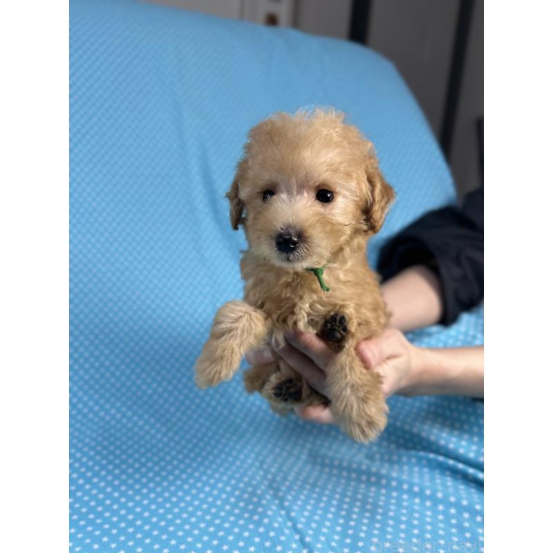 販売中の北海道のトイプードル-423477の4枚目