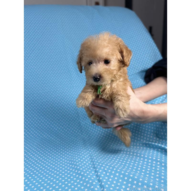 販売中の北海道のトイプードル-423477の3枚目