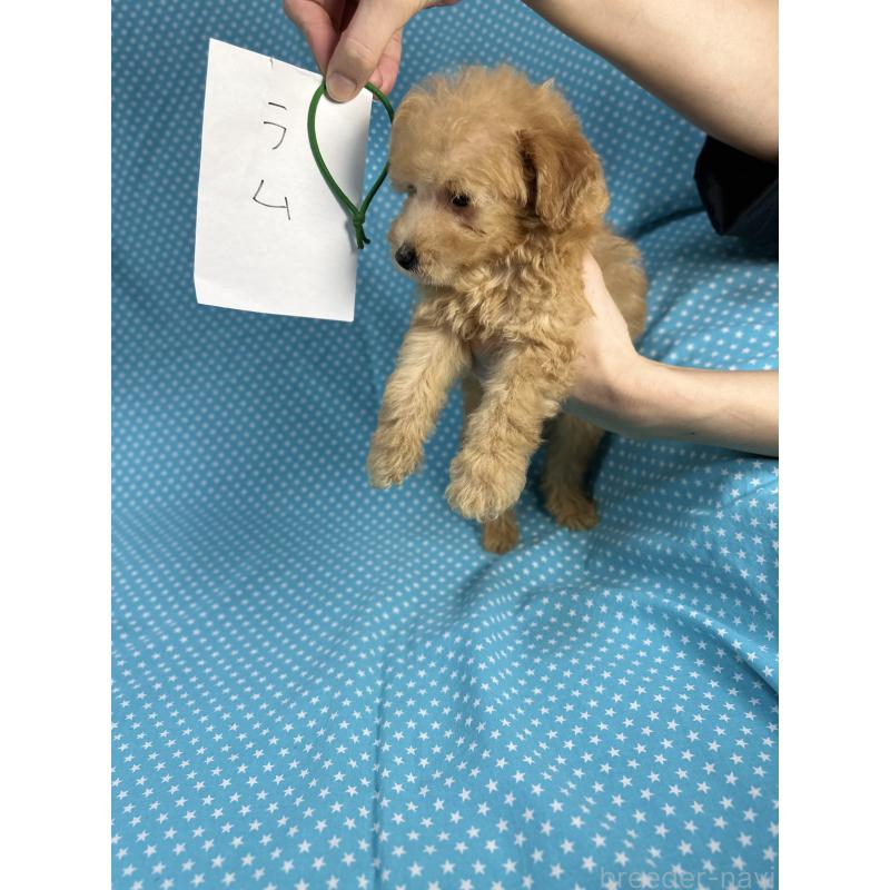 販売中の北海道のトイプードル-423477の2枚目