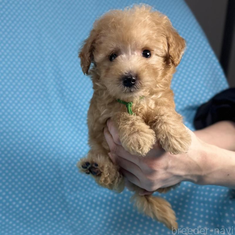 販売中の北海道のトイプードル-423477の1枚目
