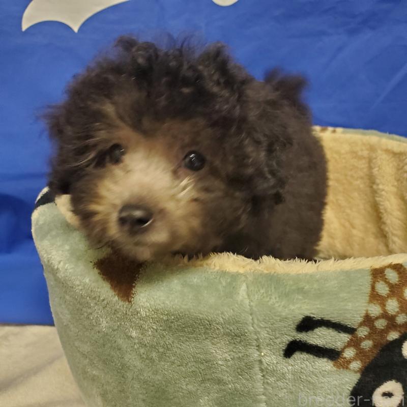 販売中の広島県のトイプードル-408460の3枚目