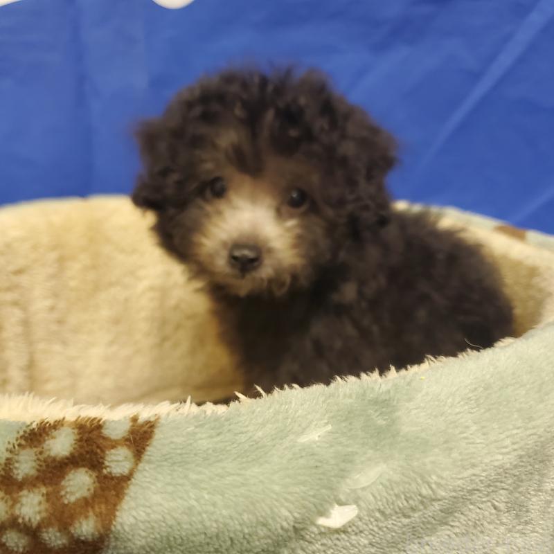 販売中の広島県のトイプードル-408460の2枚目