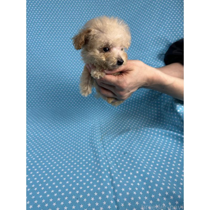 販売中の北海道のタイニープードル-423478の4枚目
