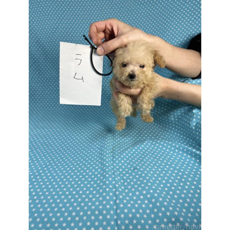 販売中の北海道のタイニープードル-423478の3枚目