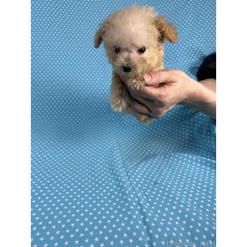 販売中の北海道のタイニープードル-423478の2枚目