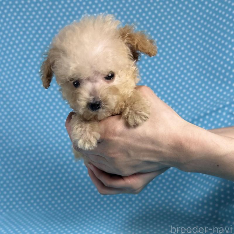 販売中の北海道のタイニープードル-423478の1枚目