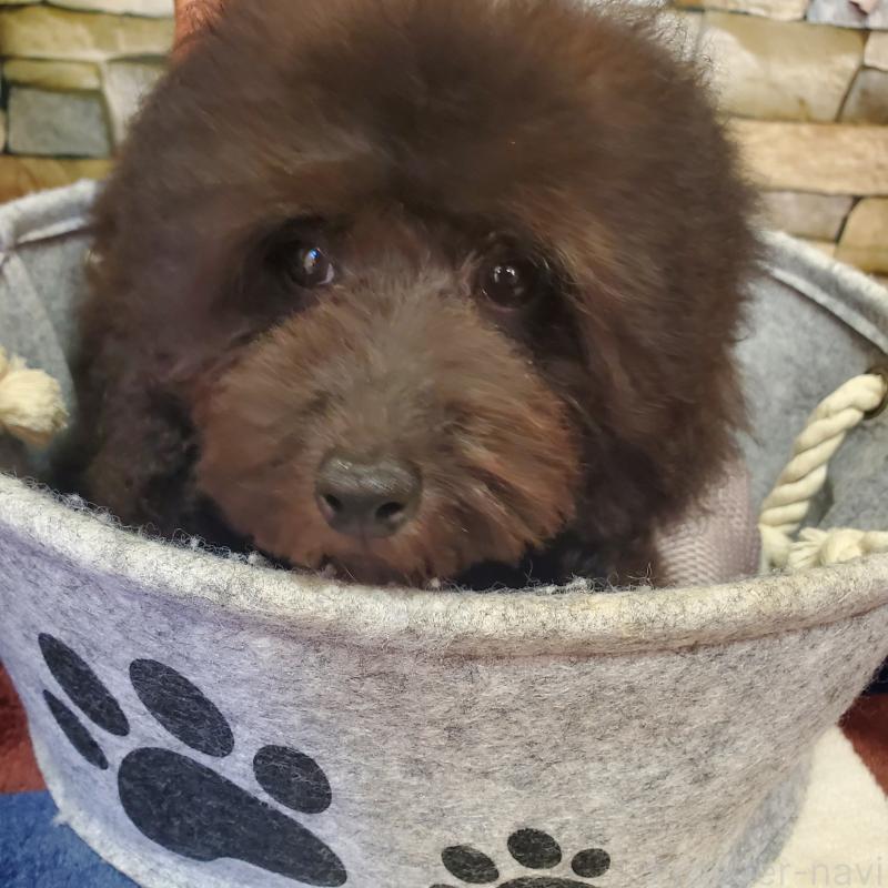 販売中の広島県のトイプードル-408463の3枚目